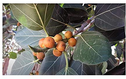 Stk - 10x Ficus benghalensis Bantam Baum Garten Pflanzen - Samen ID107 - Seeds & Plants Shop by Ipsa