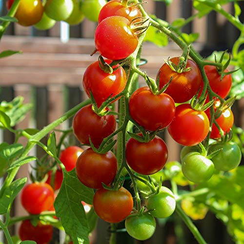 Miel du Mexique Bio-Tomatensamen