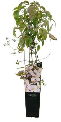 Clemátide Natural Planta con Flor Perfecta para Tapizar Vallas