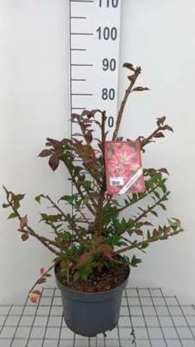 Euonymus alatus - Fusain Ailé, Bonnet D'Évêque 50-60 cm en pot