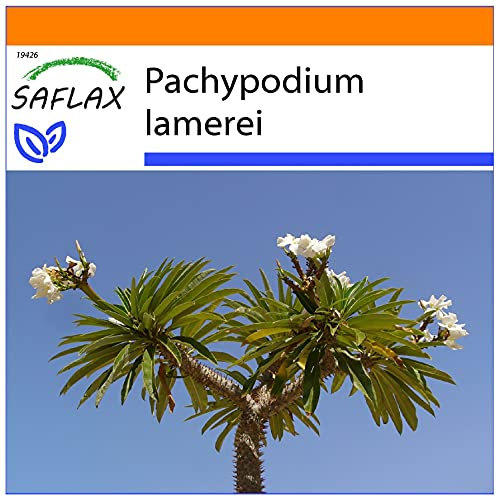 SAFLAX - Garden in the Bag - Palma del Madagascar - 10 semi - Pachypodium lamerei