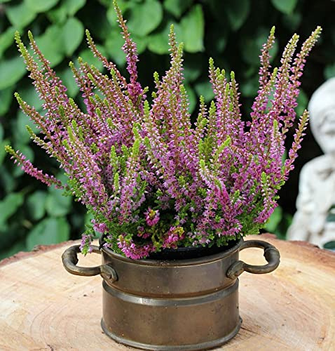 10x Besenheide Highland Rose - Calluna vulgaris - lebende Gartenpflanze aus den Baumschulen