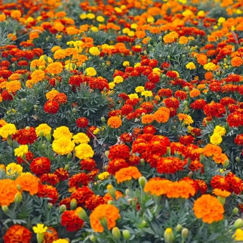 Semi di tagete - giardino resistenti balcone raro decorazione 300pcs