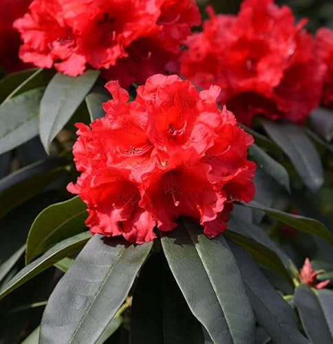INKARHO - Großblumige Rhododendron Taurus 40-50cm - Alpenrose - lebende Gartenpflanze aus den Baumschulen