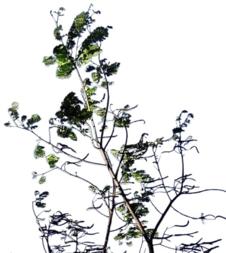 Planta natural Albizia Julibrissim Rosea, 40-50 cm. Acacia de Constantinopla o árbol de la seda. inflorescencias de color rosa intenso con largos estambres sedosos. Segura Garden