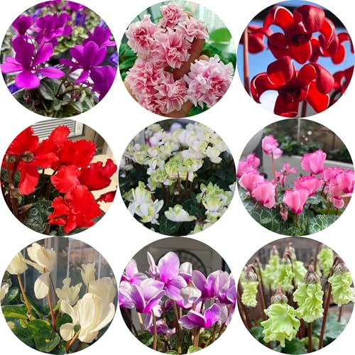 ciclamino ciclamino semi di resistenti da giardino roccioso, primaverili di rare, decorazione soggiorno resistenti 55pcs