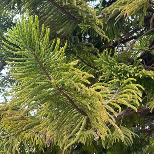 araucaria araucana - immergrüne winterhart bonsaibaum hochbeet mehrjährig bio balkonpflanzen 15samen