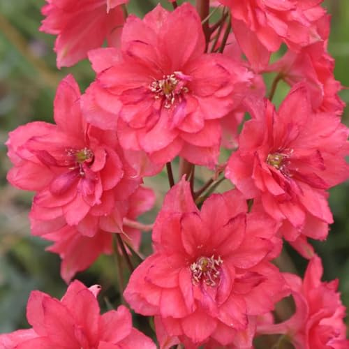 ritterspornsamen - delphinium topfpflanzen draußen winterhart rittersporn bonsai balkon blumensamen gartenblumen balkonpflanzen zierblumen für sonnige plätze frühlingsblume winterharte 225samen