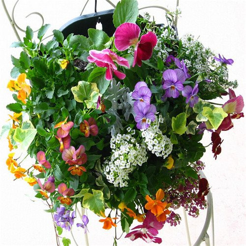 Graines de fleurs en pot Fleurs Rose Rieger Graines de bégonia Graines de bonsaï de bégonia Jardin à domicile Paquet de 100 graines