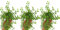 Pack de 3 Plantas Ficus Pumila White, 15-20 cm. Planta trepadora de interior con hojas verdes y bordes blancos, decorativa. Segura Garden.