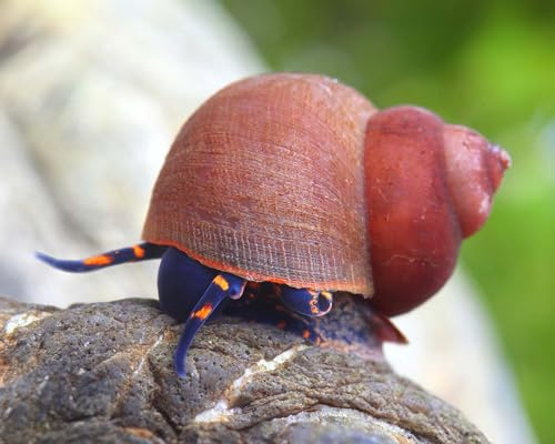 NatureHolic Blue Berry Snail Notopala sp. 3 Stück - Aquarium Schnecken lebend - Algenfresser Rarität Schnecke - Natürliche Aquarien Reinigung- Für Nanoaquarien geeignet