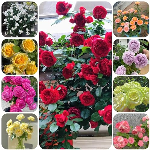 rosenbaum für sonnige plätze, schnittblumen kletterrosen winterhart duftend gartenpflanzen dekoration bodendecker 200samen