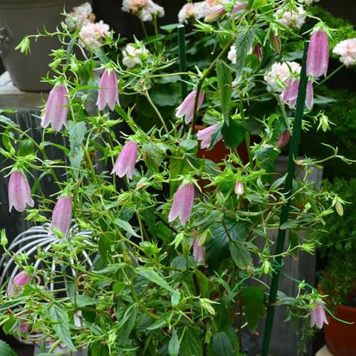 Semi di campanula-Campanula media,regali per gli amanti del giardino,a misura di ape semi di perenni resistenti semi di 350pcs