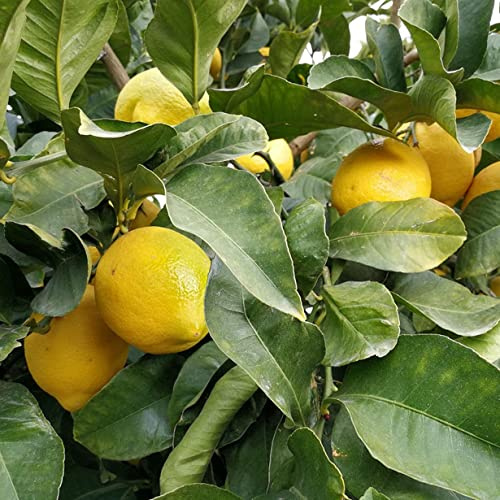 Winterfeste Zitronenpflanze –Robuster Wuchs – Schnelle Verwurzelung– Kälteangepasste Sorte –Ertragreicher Zitronenbaum-5 Rhizom