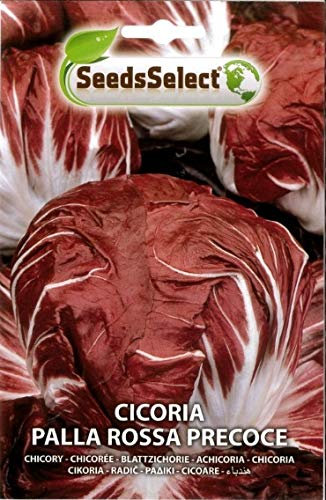 SEMI SEMENTI DI CICORIA PALLA ROSSA PRECOCE BUSTINA MAXI