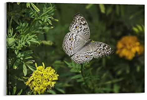 flechr Graue Stiefmütterchen, Schmetterling, Pflanzenflügel, Tier, Leinwand, Wandbilder, Wandbild, Poster, Wandkunst, Bild, Drucke, hängende Fotodekoration, Heimposter, Kunstwerke, 20 x 30 cm