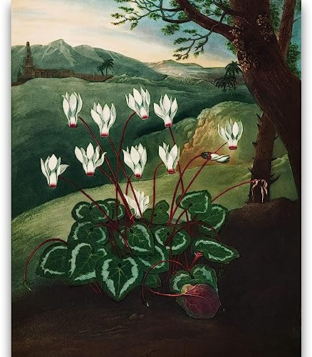 Il ciclamino persiano (dal Tempio di Flora) - Stampa su tela giclée (M)