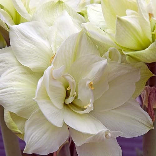 Amaryllis Marilyn® | 1 Stück | Blumenzwiebel | Schnittblume | Topfpflanze | Geeignet für Kübel | Zimmerpflanze | Weiß | Zwiebelgröße 28/30 | Ritterstern | 100% Blütegarantie | QFB Gardening