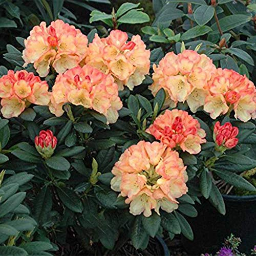 semillas resistentes de azalea - interior decorativas exóticas 100pcs