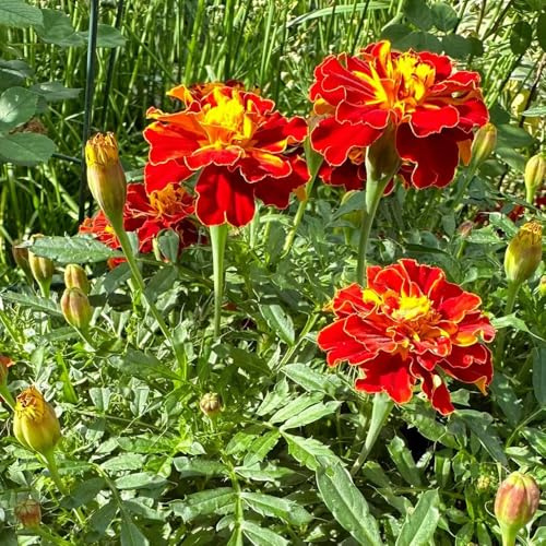 semillas de tagetes perennes - caléndula, macizos, exóticas resistentes de caléndula tagetes orgánicas, decoraciones 500pcs