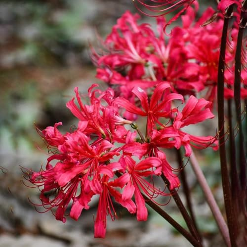 giglio ragno - per zone soleggiate lycoris radiata selvatici balcone rari a primaverile balcone, decorative in vaso 10bulbi