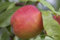 Prunus persica var. nucipersica 'CAC' 60 cm - Zwergnektarine, rosa Blüten, Blütezeit April, ideal für Kübel, selbstfruchtend, pflegeleicht