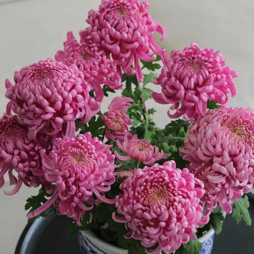 Semi di crisantemo, giardino semi di esotiche per luoghi soleggiati 200pcs
