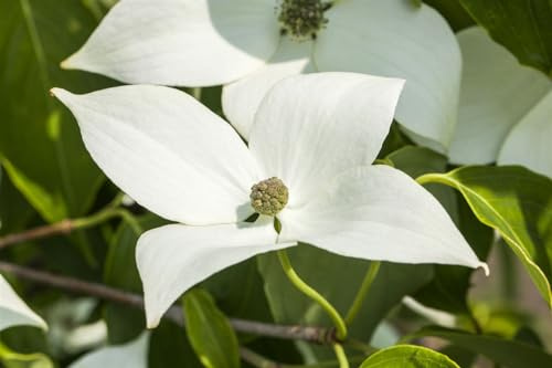 Japanischer Blumen-Hartriegel Cornus kousa Milky Way 80-100 cm winterhart