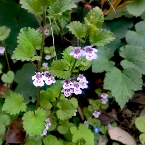 semillas de hiedra terrestre, glechoma hederacea, balcón jardín de hiedra terrestre de perennes de silvestres 130pcs