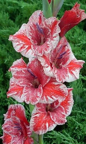 Raro Gladiolo bulbi,Gladiolo pianta vera,Piante erbacee perenni,Decorazione del giardino, bulbi belli e sani(non fiori artificiali)-15 bulbi-F