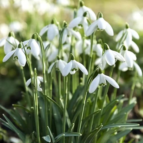 Galanthus woronowii - interni esotici bulbi resistenti giardino bonsái selvatici 6pcs