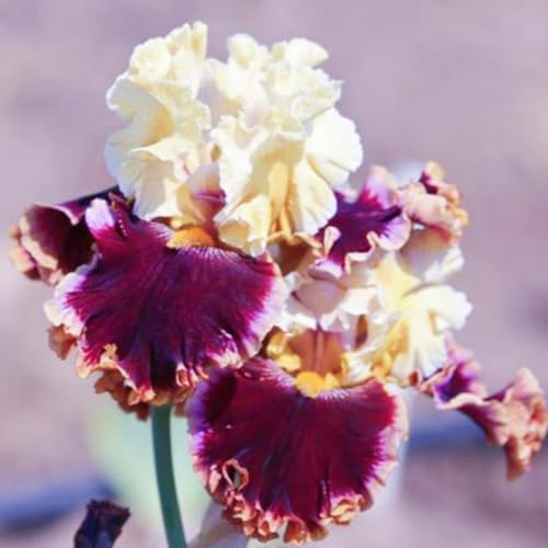 (HGJKYTFCDG) - Comprar lirios espadas resistentes al invierno - Rizomas de iris - Comprar iris - Iris reales con rizomas, ideal para comprar para su jardín-6pc-B
