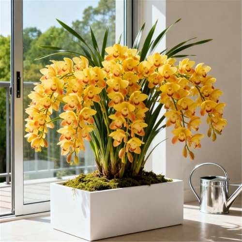 Orchidea Cymbidium terapeutica - Foglie verde smeraldo - Profumo rilassante - Allevia lo stress-15 PCS-J
