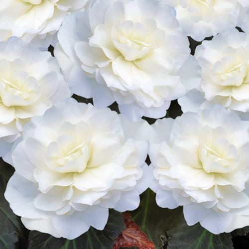 Carbeth Plants - 10 x Begonia Double White Summer Tubers - Large Headed Long Flowering Season Perennial Bulb Corms - Low Maintenance Pollinator Friendly - Grow in Beds, Borders and Patio Pots