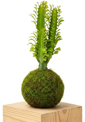 Kokedama Euphorbia Trigona Planta Viva de Interior en Bola de Musgo | DECOALIVE Decoración Natural