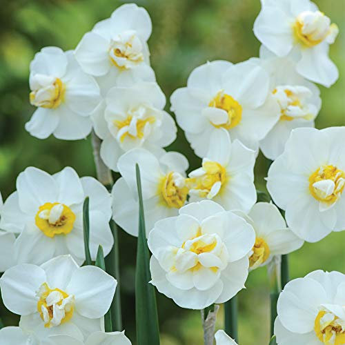 Daffodil Hardy Spring Bulbs, Fragrant Cream Double Flowers, Spring Garden Plant, Low Maintenance and Easy to Grow, 10 x Daffodil (Narcissus) Cheerfulness Bulbs by Thompson & Morgan