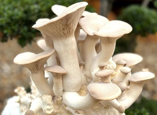 Bio Kräuterseitling Pilzzuchtkultur XXL - Pilze selber züchten