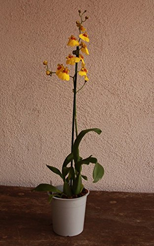 Orquídea Oncidium (1 Vara de Flores) - Planta Viva de Interior
