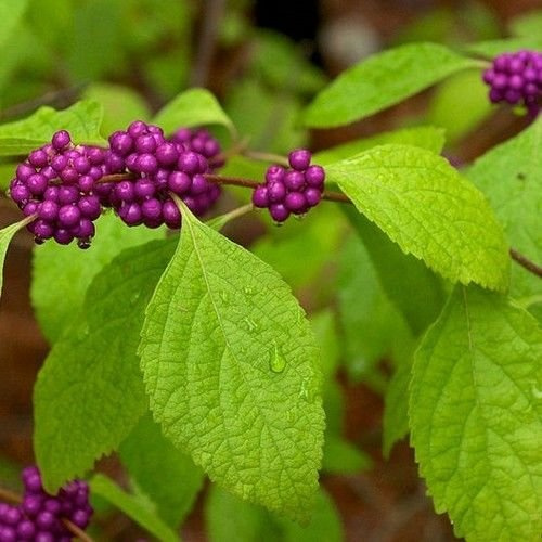 Halb-Yaupon-Stechpalme (Ilex vomitoria) 25 + Halb