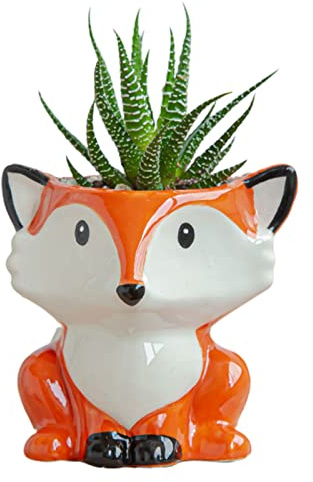 Kleine Pflanztöpfe Indoor - Keramik Blumentöpfe - Sukkulenten Pflanztopf Blumentopf - 6 Typ, Ø 7,25 x H 7,5 cm (Fuchs)