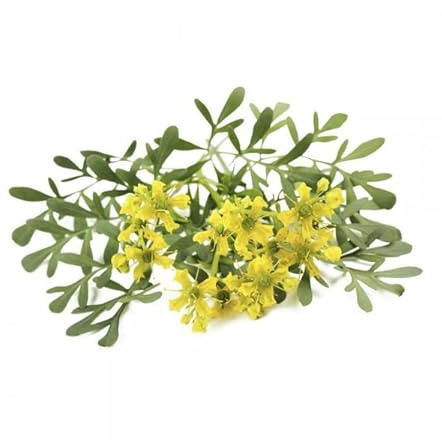 Semillas de Ruda - Rue Seeds - Semillas Ruta Graveolens - Planta Aromática y Medicinal