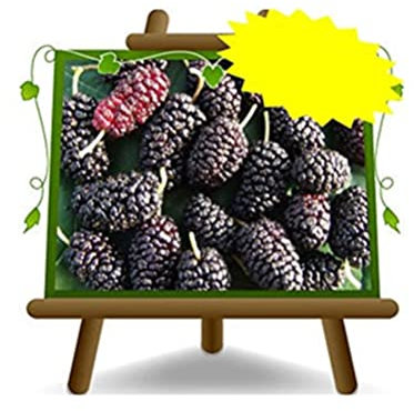 EURO PLANTS VIVAI Mûrier noir plant fruitière ancienne en pot de 26 cm hauteur maximale 180 cm - Âge 4 ans