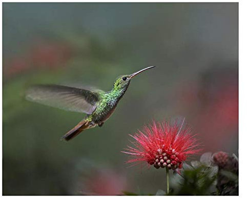 Oeuvres d'art Italia Colibri à queue Rufous à Fée Plumeau Fleur Costa Rica Papier Art 26 x22