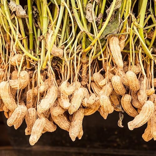 7 Graines de Cacahuète – Arachis hypogaea L - Légumineuse Rouge - Tropicale Fruit Jardin - 343