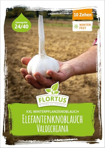 FLORTUS – Winterpflanzknoblauch Valdichiana Elefantenknoblauch 10 Zehen zertifiziertes Pflanzgut, keine Samen – Zehengröße 24-40 mm – winterhart, sehr große Steckzehen mild im Geschmack