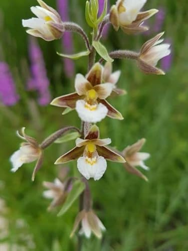 WASSERPFLANZEN WOLFF - Epipactis palustris - Sumpf- Stendelwurz - Sumpfwurz - Orchidee - RARITÄT! - im 9x9cm Topf