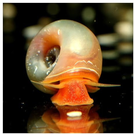 3 x Rosa-Pinke Posthornschnecke, Aquariumschnecke, Algenfresser | Reinigungscrew, Süßwasser, kleinbleibend in Teich und Aquarien, Kalt- und Warmwasser, pflegeleicht, robust, Planorbella duryi