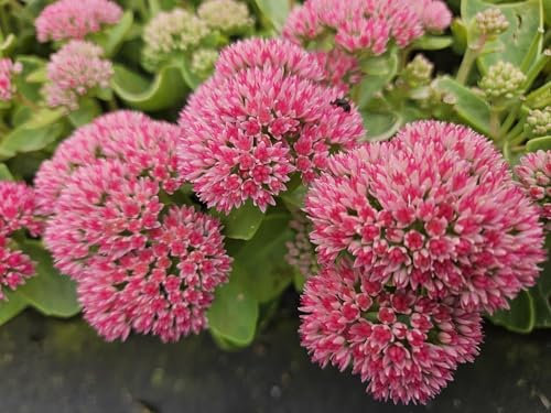 Foglia grassa alta – Sedum 'Herbstfreude' – 10 – 25 cm – Ø 9 cm – 6 pezzi