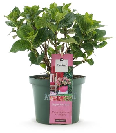 Hortensie Magical Green Fire – Hydrangea macrophylla – Rosa-Grün – Balkonpflanze – Im 23 cm Topf – Ca. 55 cm hoch – 6–10 Blüten – Farbwechselnde Blüte – Pflegeleicht