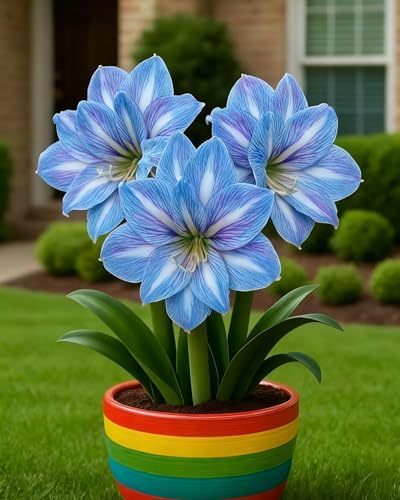 Winterharte Mehrjährige-Einfach zu Pflegen-Amaryllis Winterhart-Ausgezeichnete Verzierung,Wunderschön.-1Wurzel-E